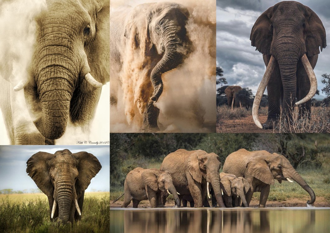 elephant_01