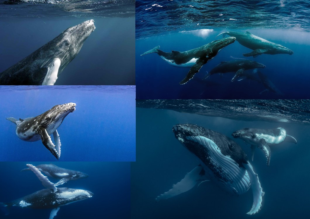 humpback_wale_03
