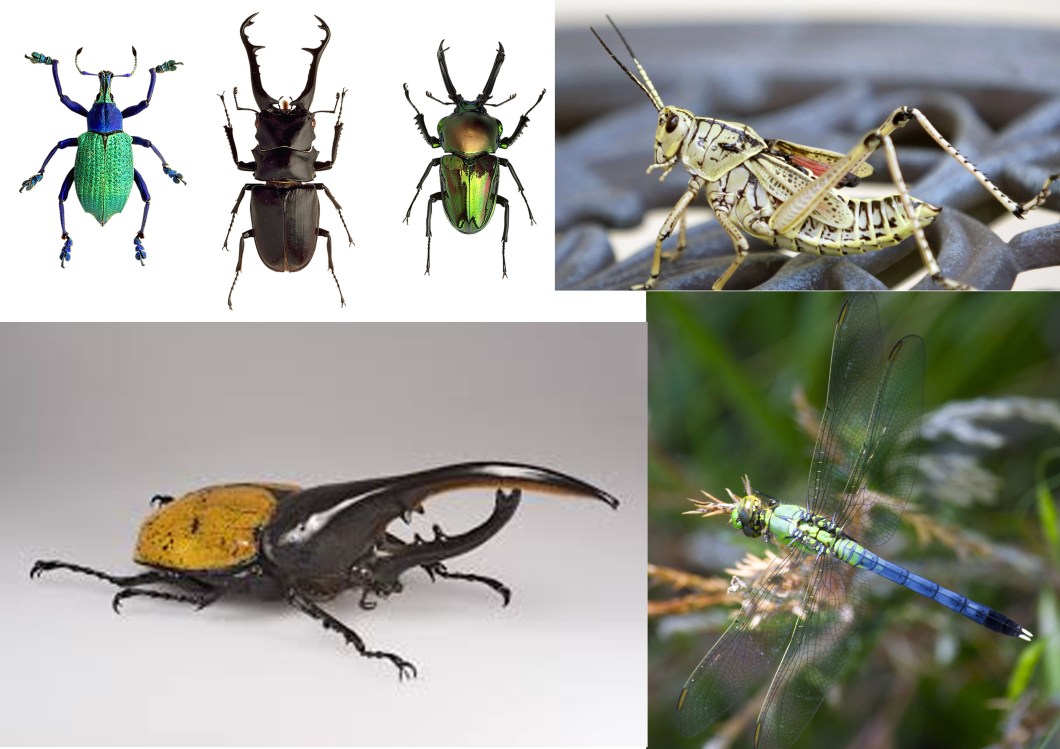 insects_01