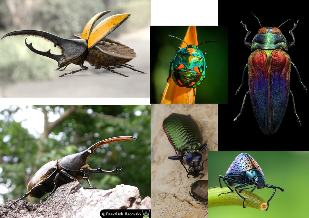 insects_02