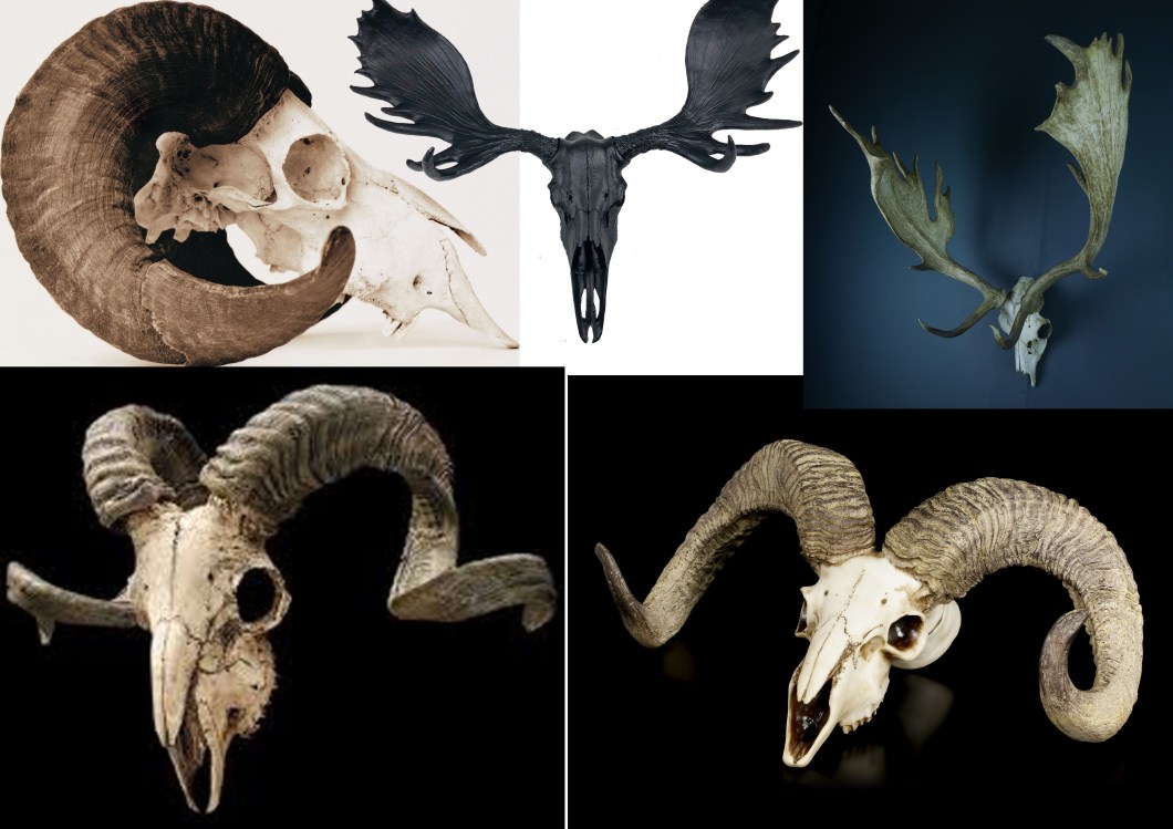 mammal_bones_01