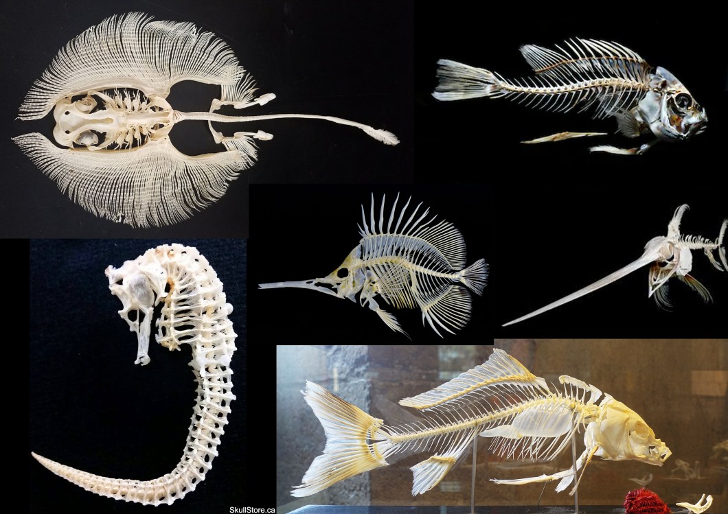 marine_bones_02